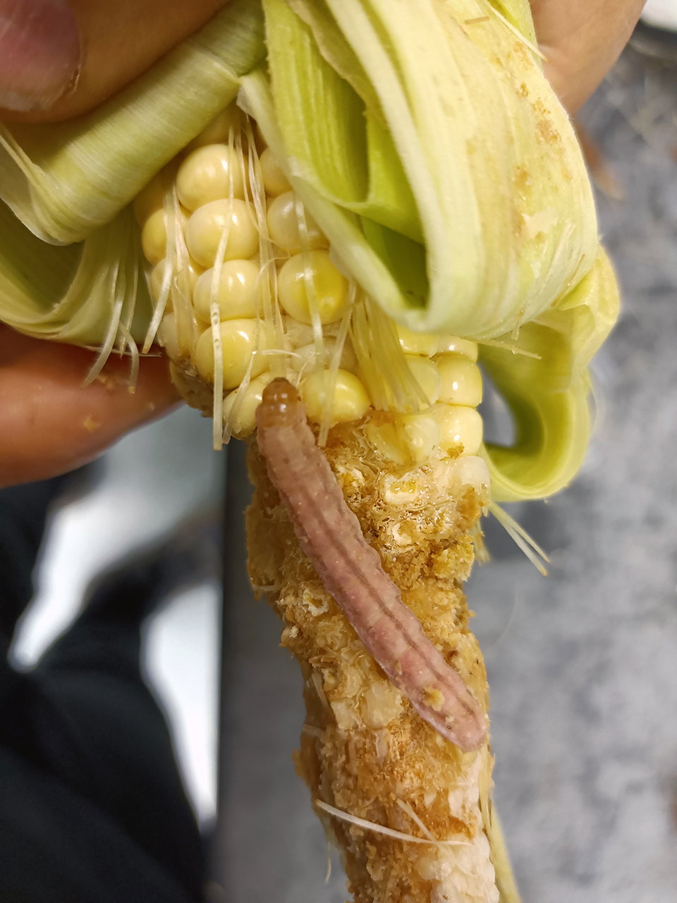 Diseased husk of corn with a worm on it.